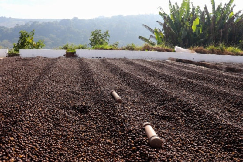 Brazil Campo Das Vertentes
