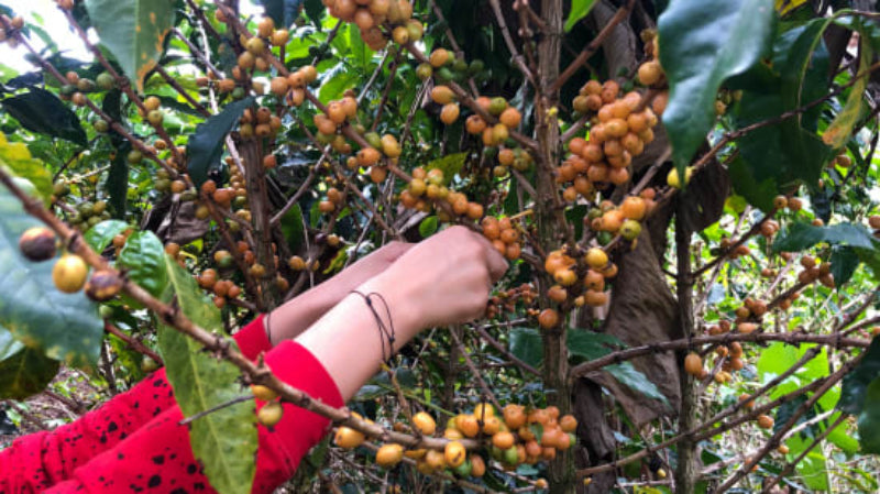 Colombia Argelia, Cauca (Women Producers)