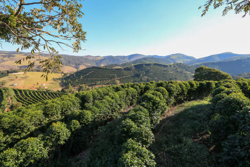 BRAZIL Minas Gerais