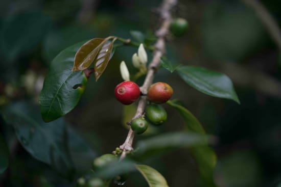 Colombia Cauca