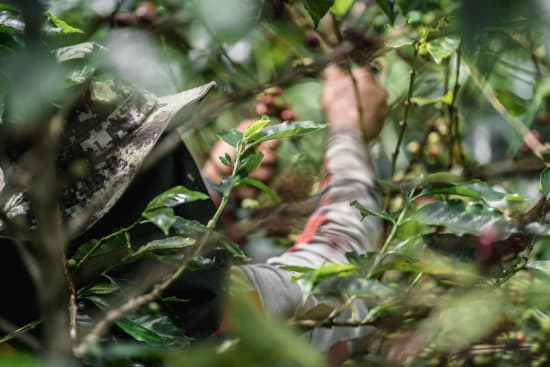 Colombia Cauca