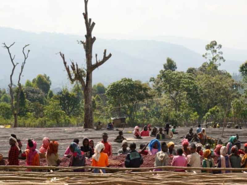 Ethiopia Sidama