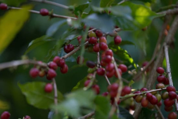 Ethiopia Tulise