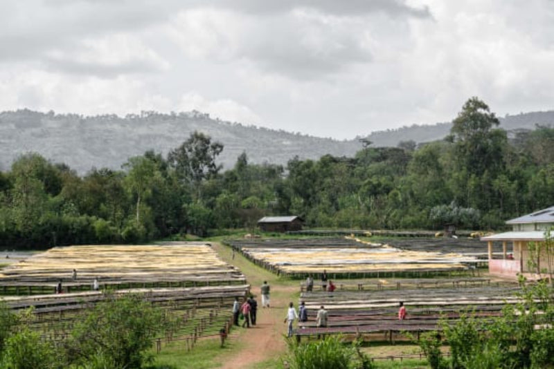 Ethiopia Sidama