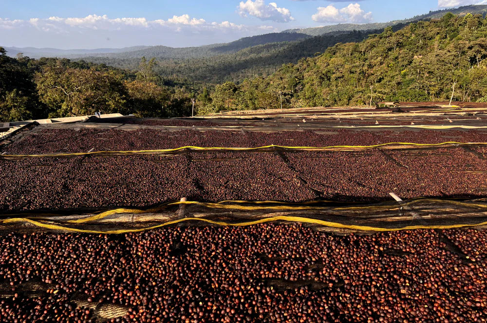 Ethiopia Sidama