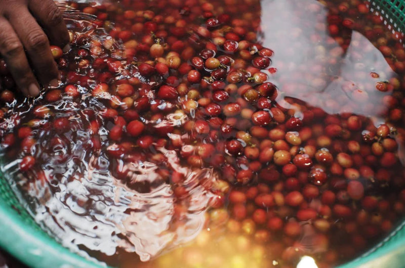 Guatemala Nuevo Oriente