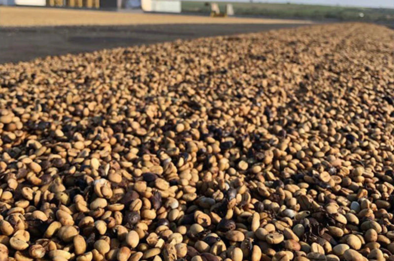 Brazil Sao Luiz Cerrado Mineiro