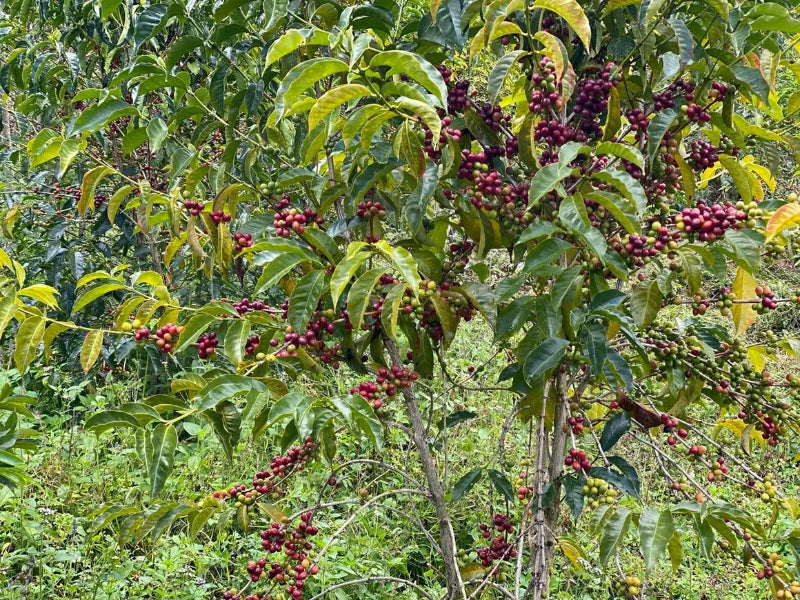 Ethiopia Yirgacheffe