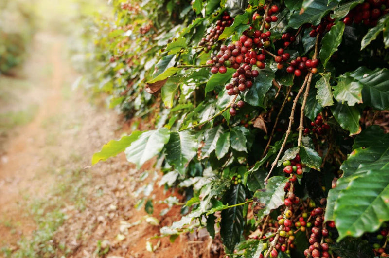 Brazil Sao Luiz Cerrado Mineiro
